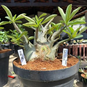 1506 19 Arabicum Braquiossauro - Adulta Avaria