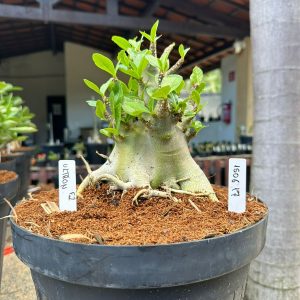 1506 17 Arabicum Ultron - Adulta