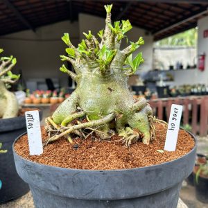 1506 04 Arabicum Atlas adulta