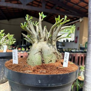 1506 06 Arabicum Leviatã - Adulta