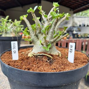 1506 01 Arabicum MkMk - Adulta