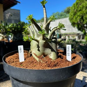 1506 30 Arabicum Urus - Adulta