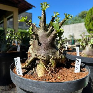 1506 27 Arabicum Odin Black F3 - Adulta