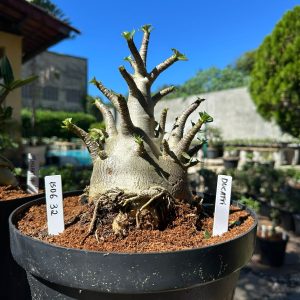 1506 32 Arabicum Ducatti - Adulta
