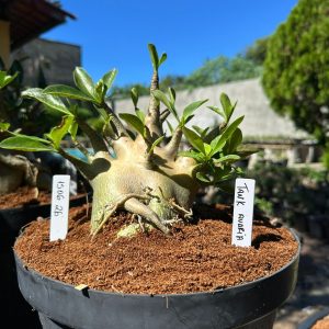 1506 26 Arabicum Tank avaria - Adulta