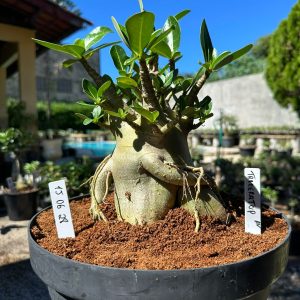 1506 28 Arabicum Triceratops - Adulta