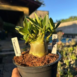 1506 03 Arabicum Tiranossauro F3