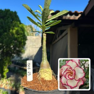 1506 23 Rosa do Deserto Rs