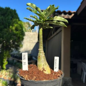 1506 35 Rosa do Deserto Nucita