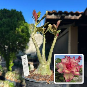 1506 38 Rosa do Deserto Pinot Noir