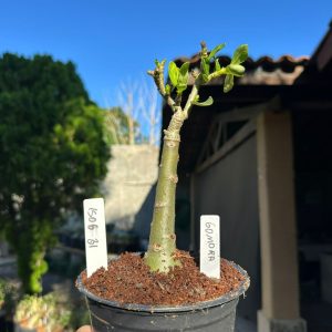 1506 31 Rosa do Deserto Gamora
