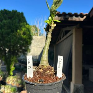 1506 37 Rosa do Deserto Gamora