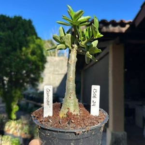 1506 24 Rosa do Deserto Gamora