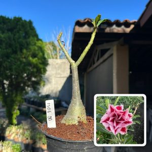 1506 30 Rosa do Deserto Lm 827