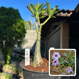 1506 33 Rosa do Deserto Petunia