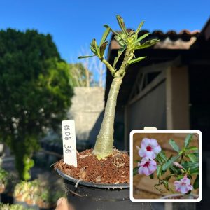 1506 36 Rosa do Deserto Petunia