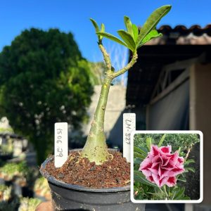 1506 29 Rosa do Deserto Lm 827