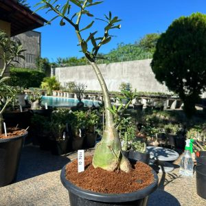 1506 01 Baobá Surprise