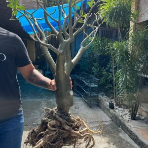 1506 07 Socotra Medusa