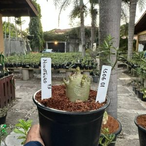 1506 01 Arabicum f3 minotauro Sorteio