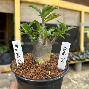 1606 79 Arabicum Nom Sod DD F3
