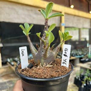 1606 76 Arabicum Lava F3