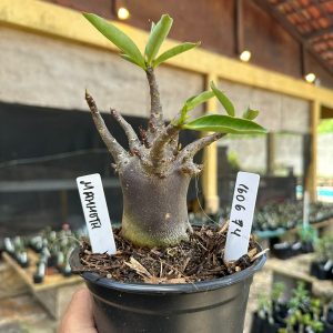 1606 74 Arabicum Mammoth F3