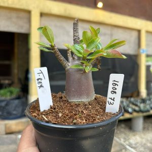 1606 73 Arabicum T-Rex F3