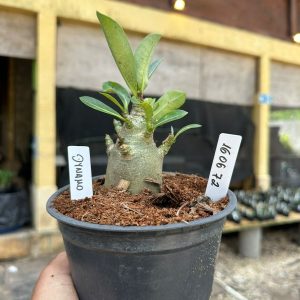 1606 72 Arabicum Dynamo F3
