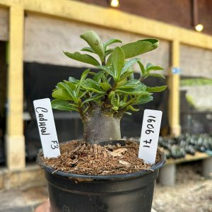1606 03 Arabicum Cadman F3