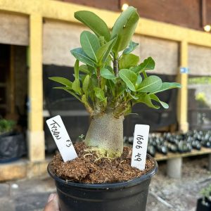 1606 49 Arabicum Tyson F3