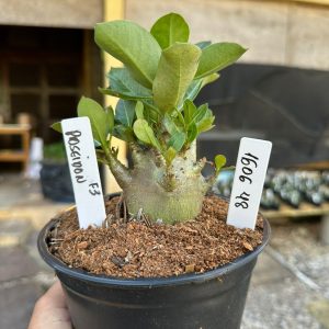 1606 48 Arabicum Poseidon F3