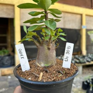1606 47 Arabicum Oniyx F3