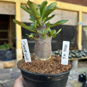 1606 46 Arabicum Darckseid F3