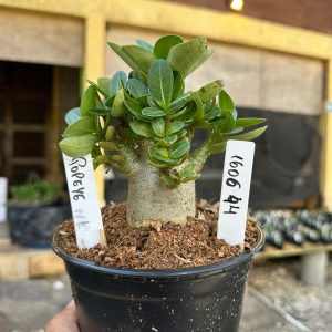 1606 44 Arabicum Popeye F3