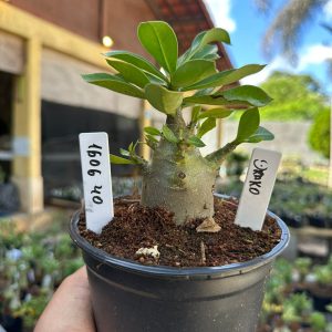 1606 40 Arabicum Drako F3