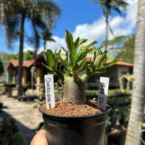 1606 37 Arabicum Dumbledore F3