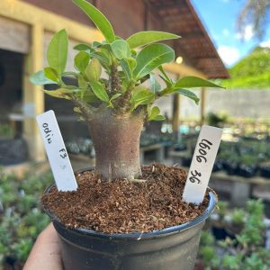1606 36 Arabicum Odin Black F3