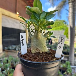 1606 31 Arabicum Urbano F3