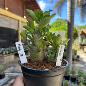 1606 28 Arabicum Ultron F3
