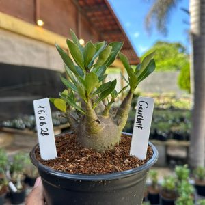 1606 28 Arabicum Gandalf F3