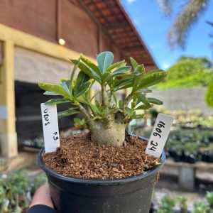 1606 24 Arabicum Urus Tigrada F3