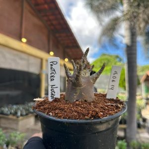 1606 14 Arabicum Pantera Negra F3