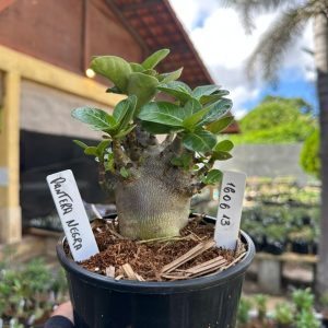 1606 13 Arabicum Pantera negra F3