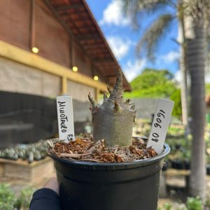 1606 08 Arabicum Minotauro F3