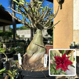 1606 01 Socotra Arabicum Balãozinho