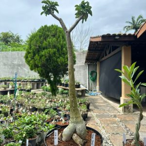 1706 01 Anaconda Bridal Buquê ( Unica da loja ) Avaria
