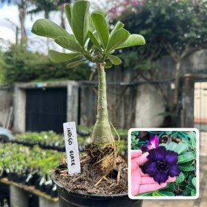 1706 36 Rosa do Deserto Indigo Glaze