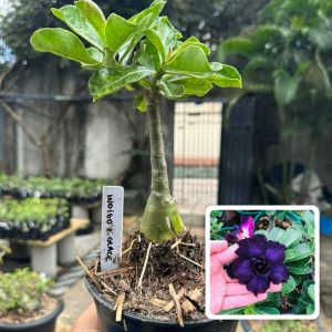 1706 35 Rosa do Deserto Indigo Glaze