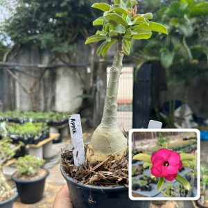 1706 29 Rosa do Deserto Apple Swazicum